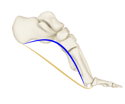 Mobile toes are pivotal for full function | Balance & The Windlass Mechanism